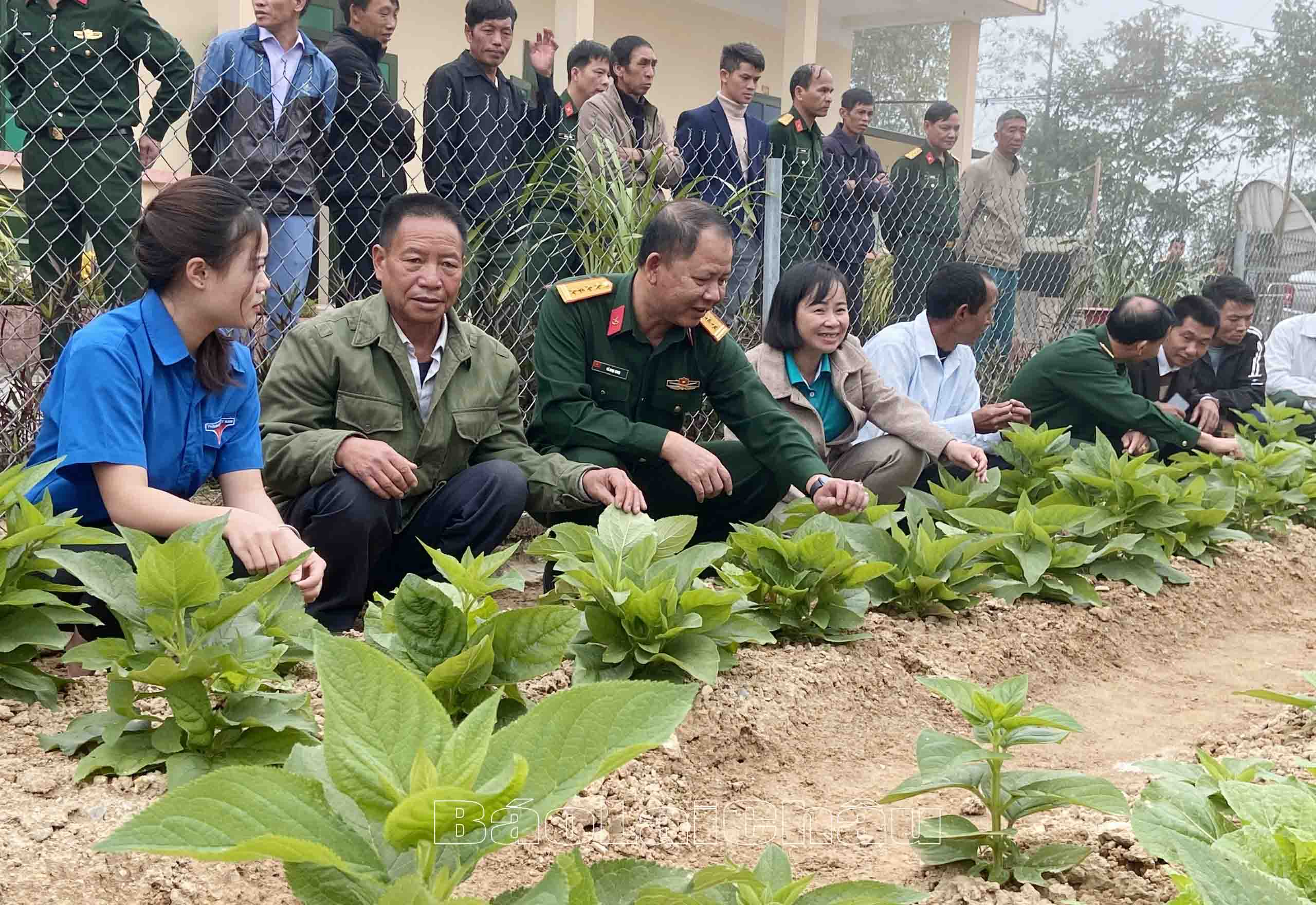Cán bộ Đoàn Kinh tế - Quốc phòng 356 cùng lãnh đạo xã Pa Vây Sử, người uy tín các xã thăm quan mô hình trồng cây hồng sâm do các trí thức trẻ tình nguyện thực hiện.